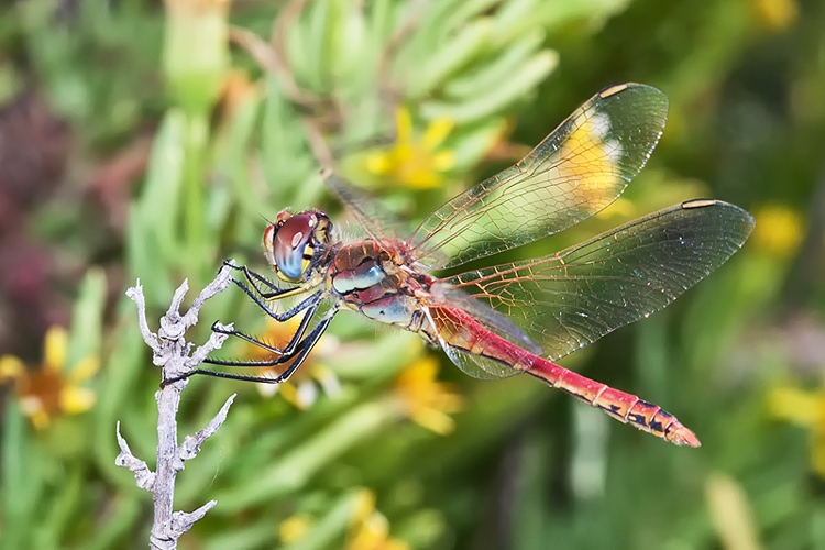 identificazione per favore - Sympetrum fonscolombii